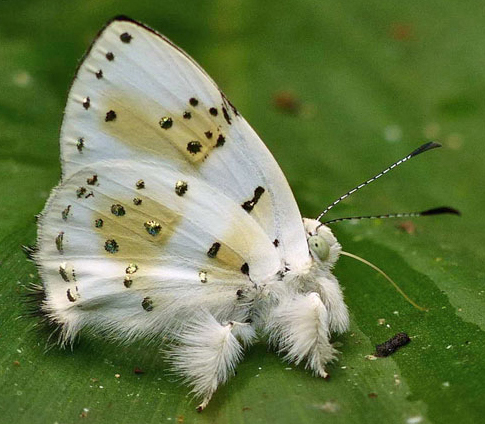 Studded Jewelmark