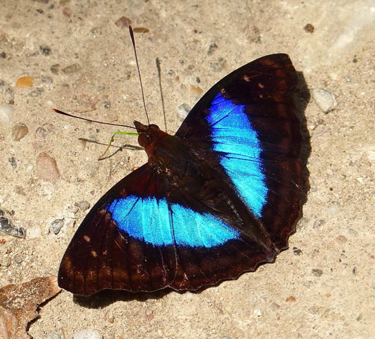 Spot-celled Emperor