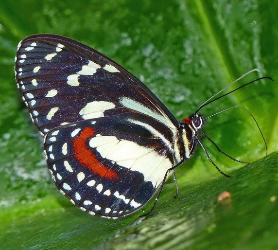 Colombian Elzunia