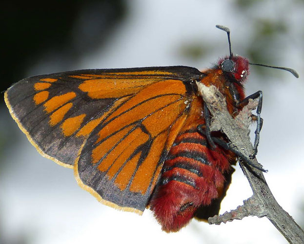 Metadaris cosinga