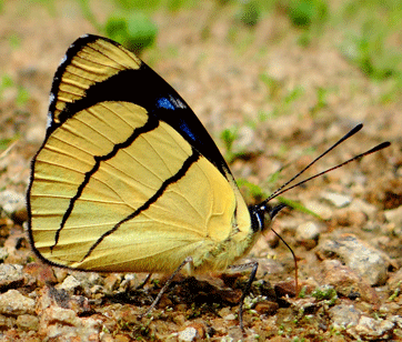 Perisama oppeli