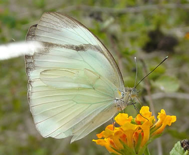 Cross-barred White at NABA Butterfly Park