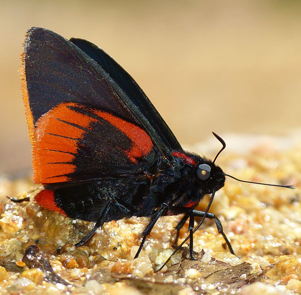 Pyrrhopyge martena, Ecuador butterflies