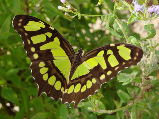 Malachite