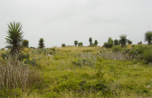 Loma Alta