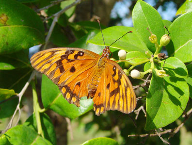 Gulf Fritillary