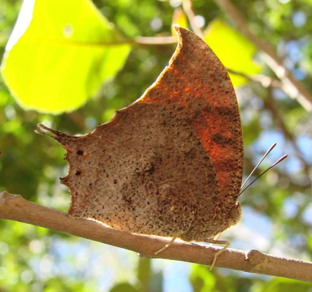 Puerto Rican Leafwing