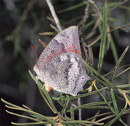 Florida Leafwing