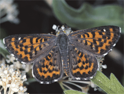 Nais Metalmark