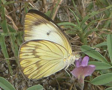Great Southern White