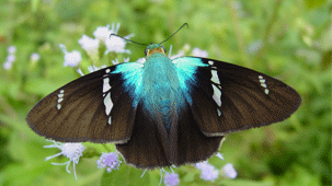 Two-barred Flasher