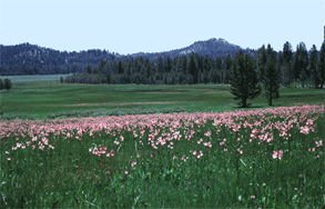 Big Meadow