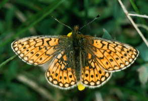 Bog Fritillary