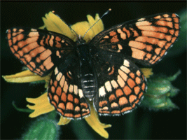 Hoffmann's Checkerspot