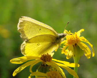 Pelidne Sulphur