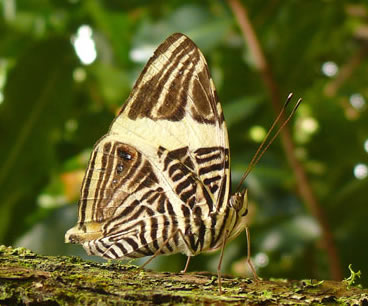 Small Beauty