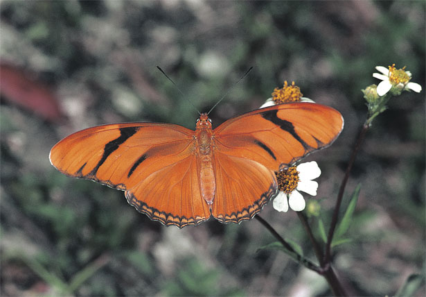 Female Julia Heliconian