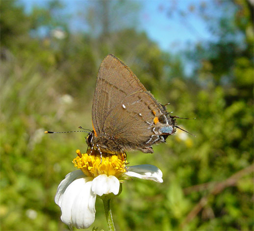 Fulvous Hairstreak