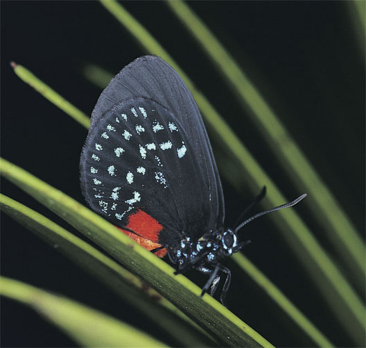 Atala