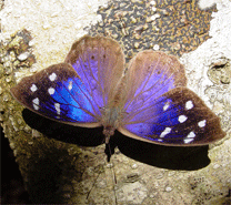 Florida Purplewing