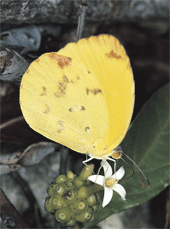 Dina Yellow
