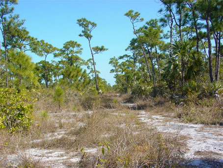 Pineland in the Florida Keys