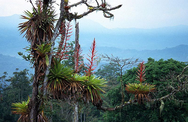 Ecuador forest