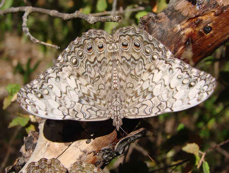 Pale Cracker