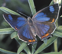 Colorado Hairstreak