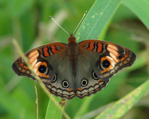 Tropical Buckeye