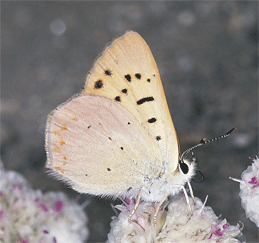 Lilac-bordered Copper