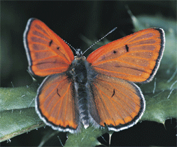 Arizona Ruddy Copper