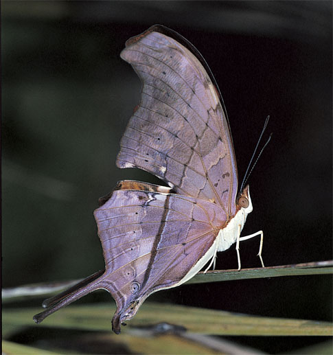 Ruddy Daggerwing