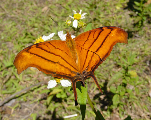 Ruddy Daggerwing