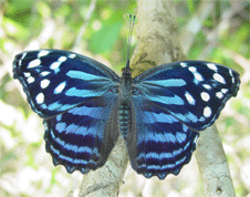 Mexican Bluewing