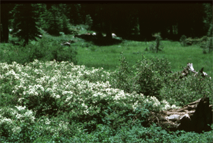 Niagara Creek Rd