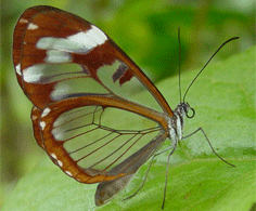 Bar-celled Oleria