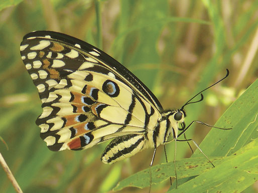 Lime Swallowtail
