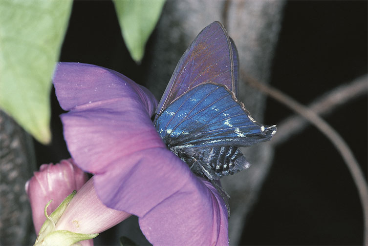 Mangrove Skipper
