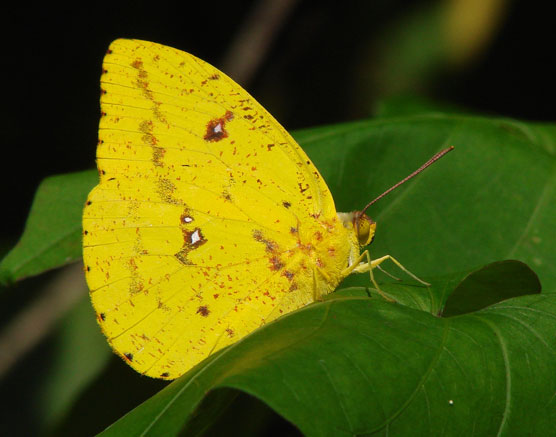 Apricot Sulphur