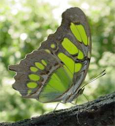 malachite
