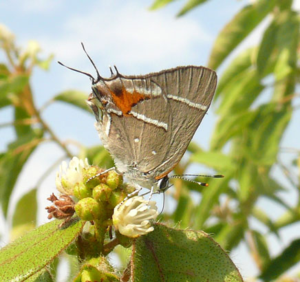 Bartram's Scrub-Hairstreak