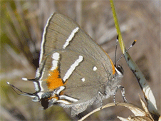 Bartram's Scrub-Hairstreak