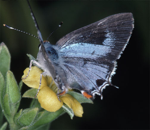 Martial Hairstreak