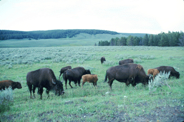 bison