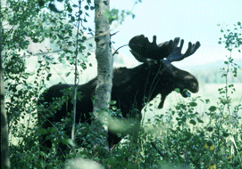 moose