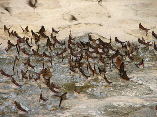 Many-banded Daggerwings