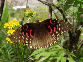 Cloud-forest Monarch