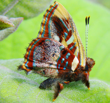 Anteros carausius