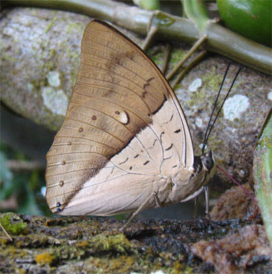 White-spotted Prepona